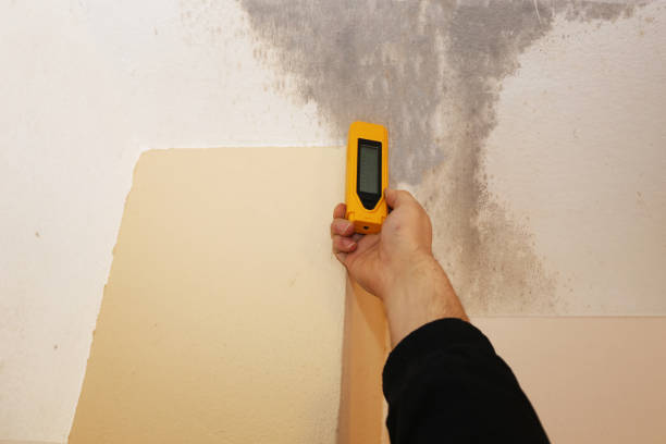 Best Commercial Mold Inspection  in Green Cove Springs, FL