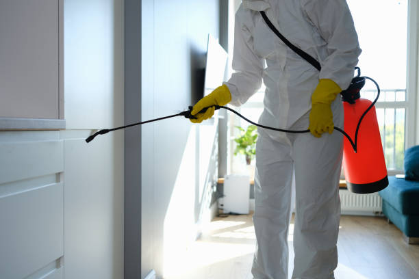 Best Basement Mold Removal  in Green Cove Springs, FL