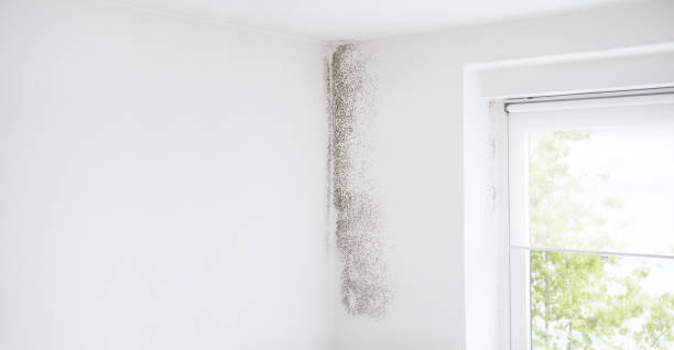 Mold Remediation for Vacation Homes in Green Cove Springs, FL