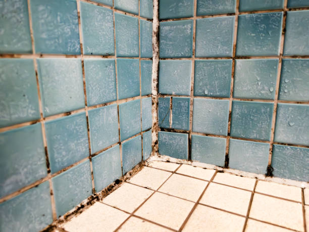 Reliable Green Cove Springs, FL Mold Removal Solutions