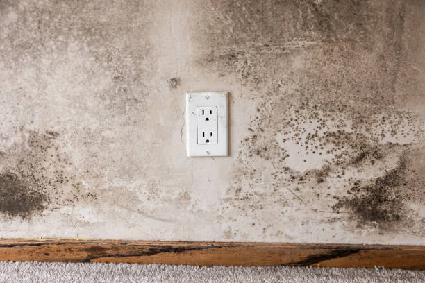 Environmental Consulting for Mold Prevention in Green Cove Springs, FL
