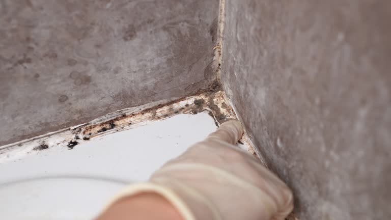 Best Mold Prevention Services  in Green Cove Springs, FL